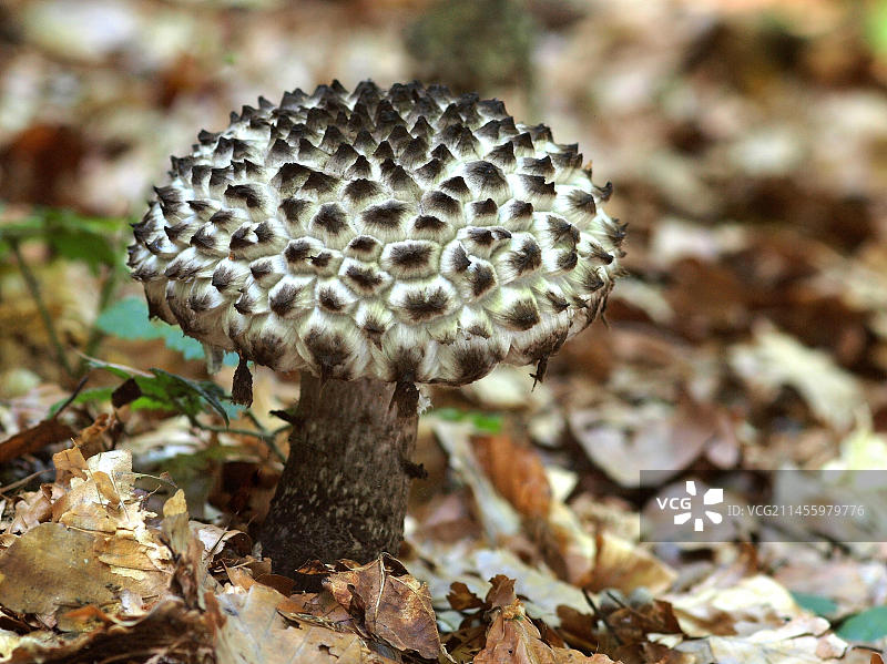 鳞盖黑柄伞，一种原产于欧洲和北美洲的蘑菇，具有柔软的深灰色至黑色鳞片图片素材