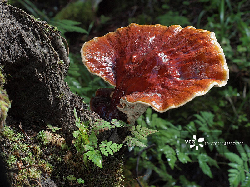 红色灵芝，具有神奇的健康益处图片素材