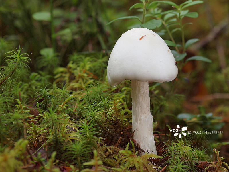 致命的毒鹅膏菌图片素材