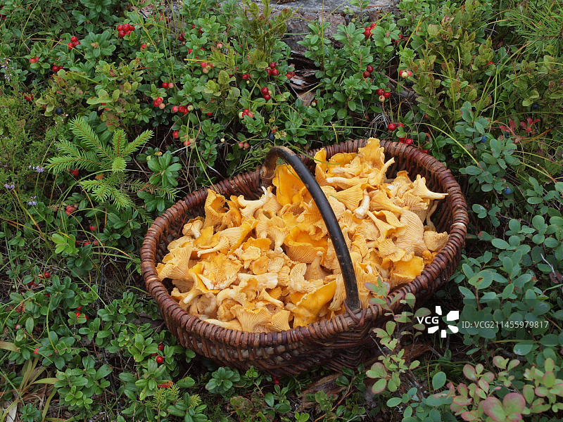 高山蓝莓、蔓越莓和熊果图片素材