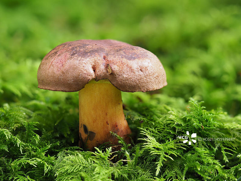 黑蓝牛肝菌图片素材