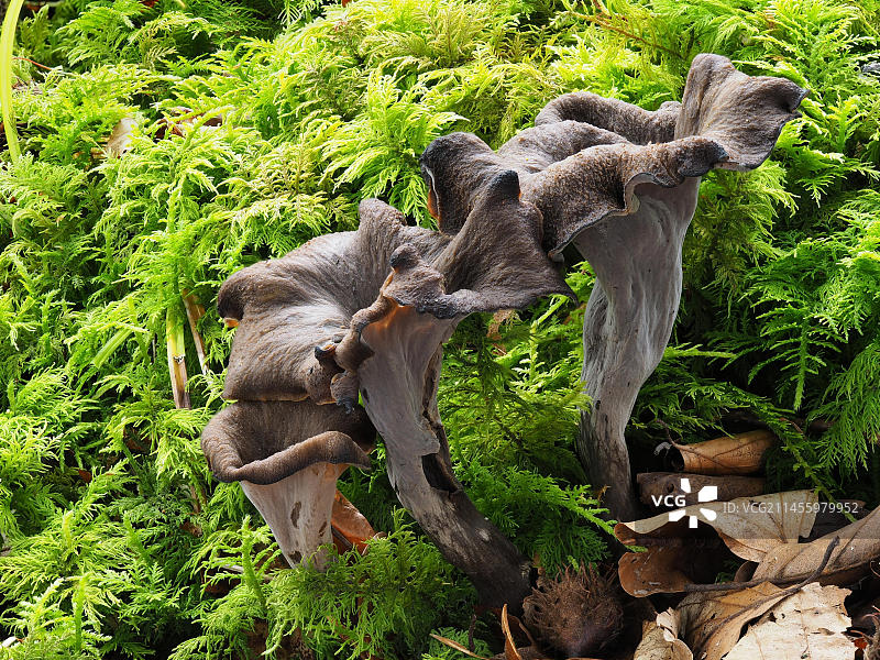 黑喇叭菌（食用菌）图片素材