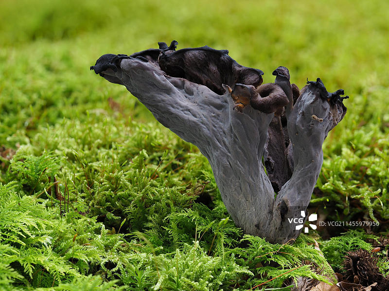 可食用的蘑菇：喇叭菌图片素材