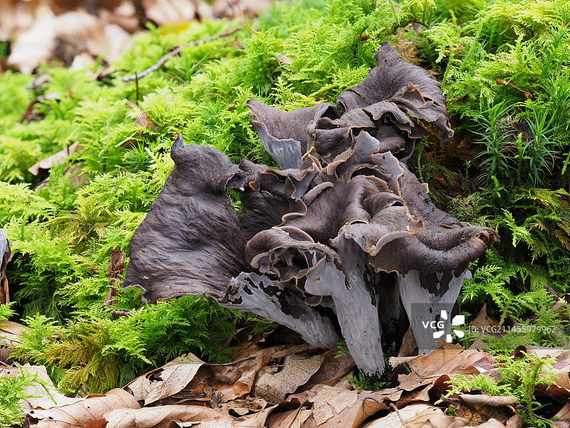可食用的蘑菇：喇叭菌图片素材