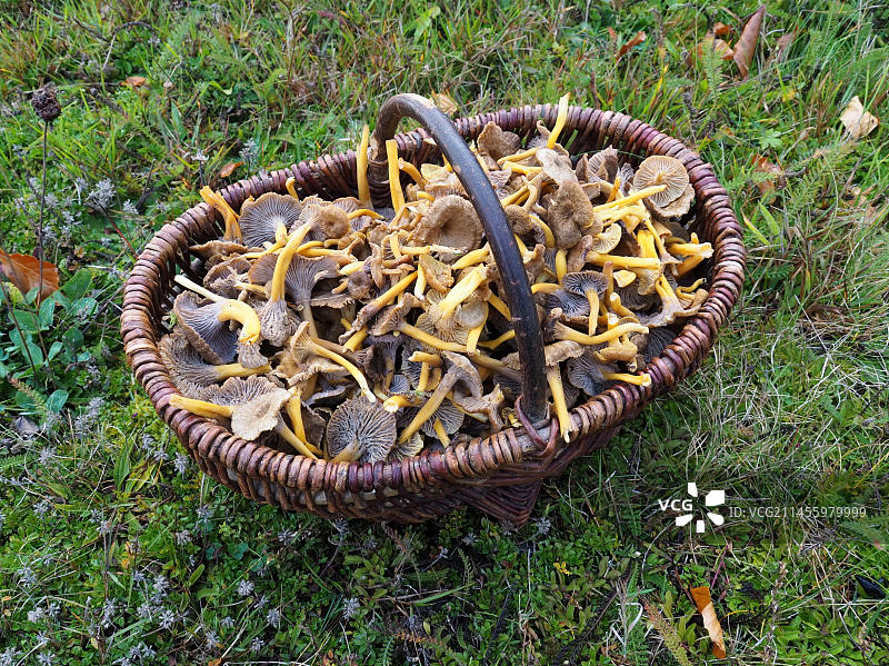 装满黄梗喇叭菌或穿孔Leistlings的蘑菇篮图片素材