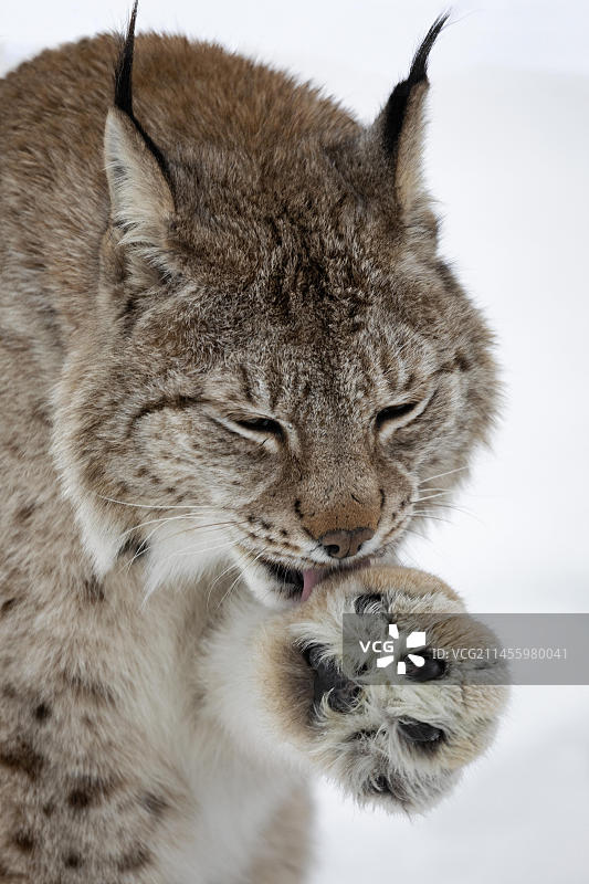 冬季挪威巴尔杜极地公园里舔爪子的猞猁图片素材