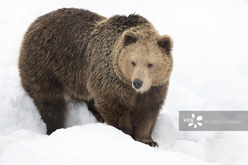 棕熊（Ursus arctos）冬眠后醒来图片素材