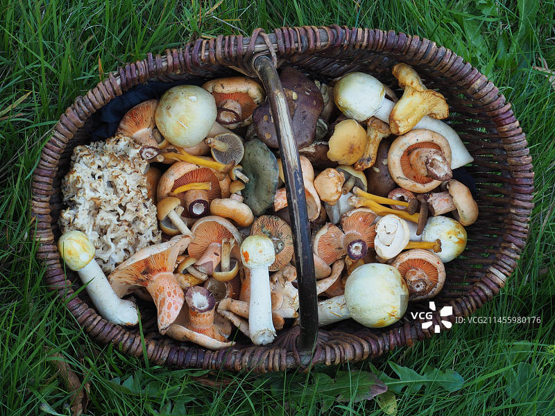 蘑菇篮子与食用蘑菇图片素材