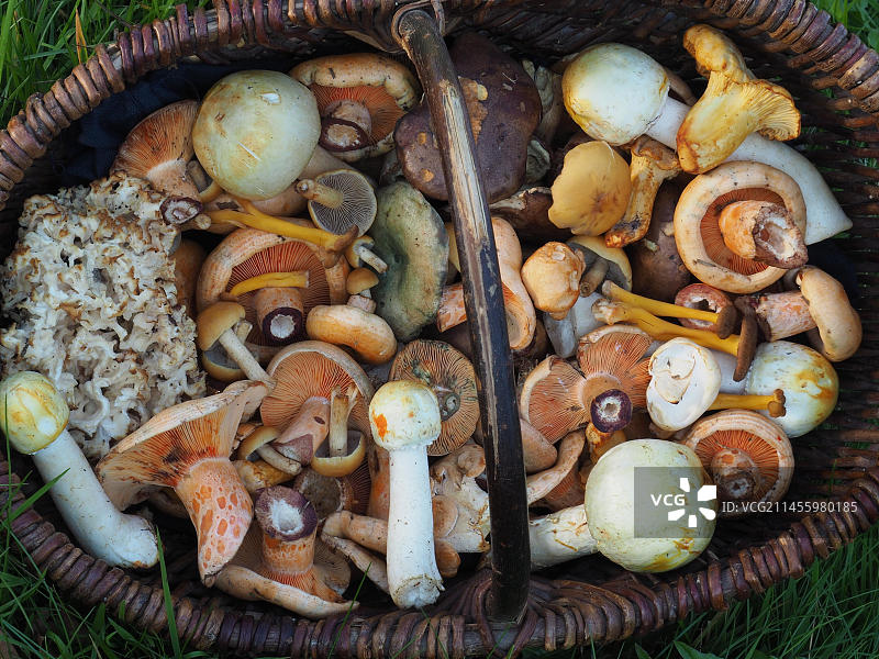 蘑菇篮子与食用蘑菇图片素材