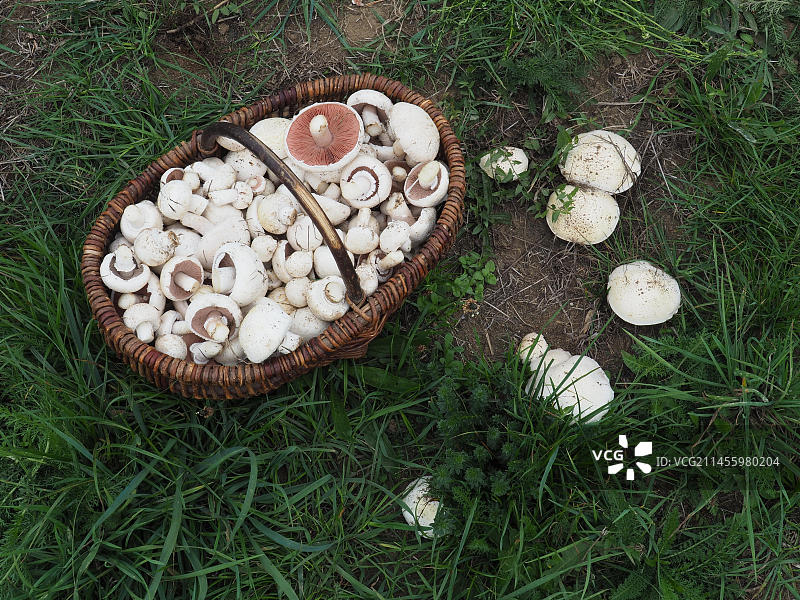 蘑菇篮子与草地蘑菇，2018年年度蘑菇图片素材