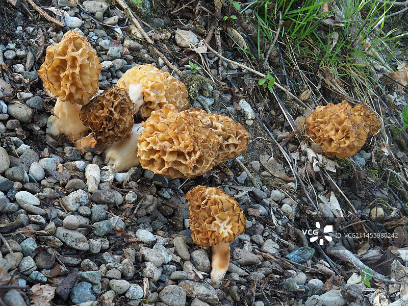 可食用真菌羊肚菌图片素材