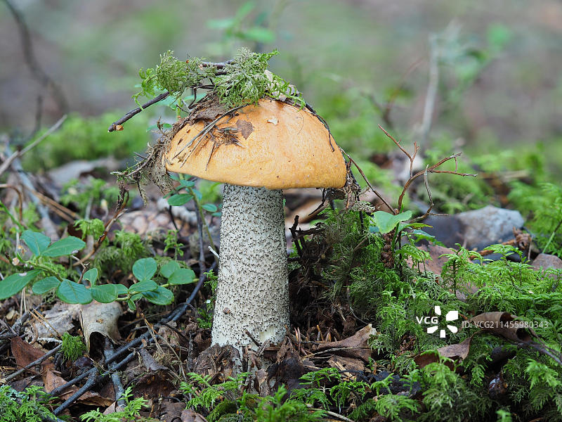 红帽牛肝菌图片素材