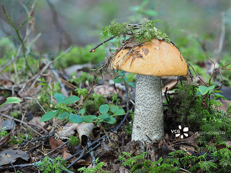 红帽牛肝菌图片素材