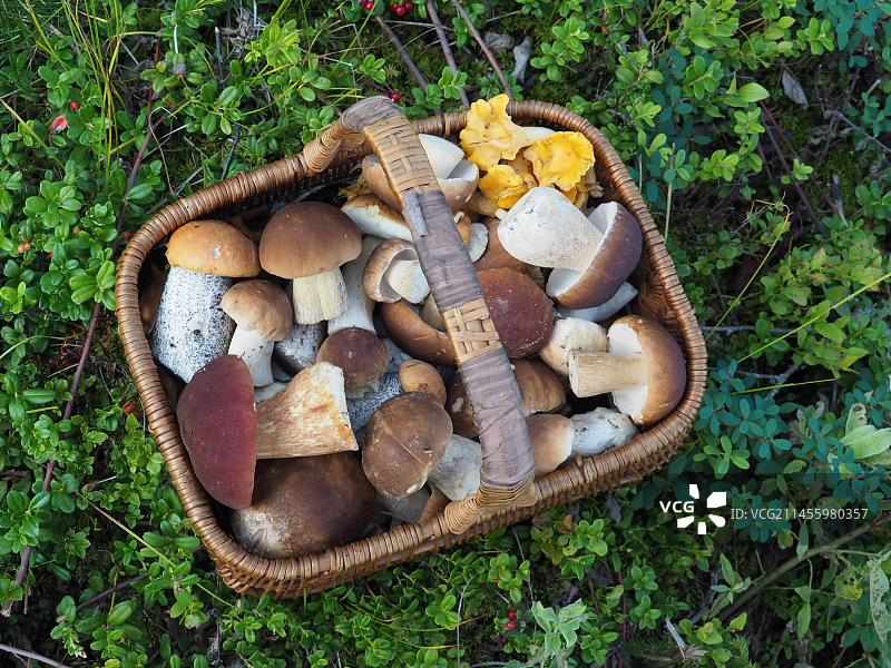 多种蘑菇篮子图片素材