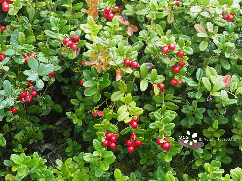 瑞典四照花，挪威希特拉岛，斯堪的纳维亚，欧洲图片素材