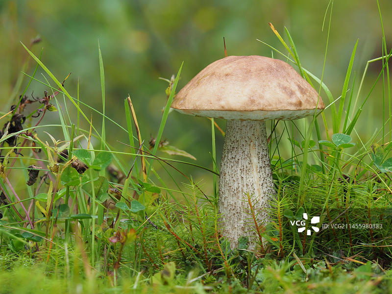 可食用的蘑菇图片素材