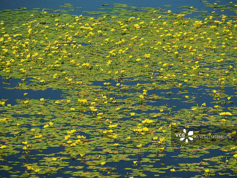 瑞典湖泊上的荇菜图片素材