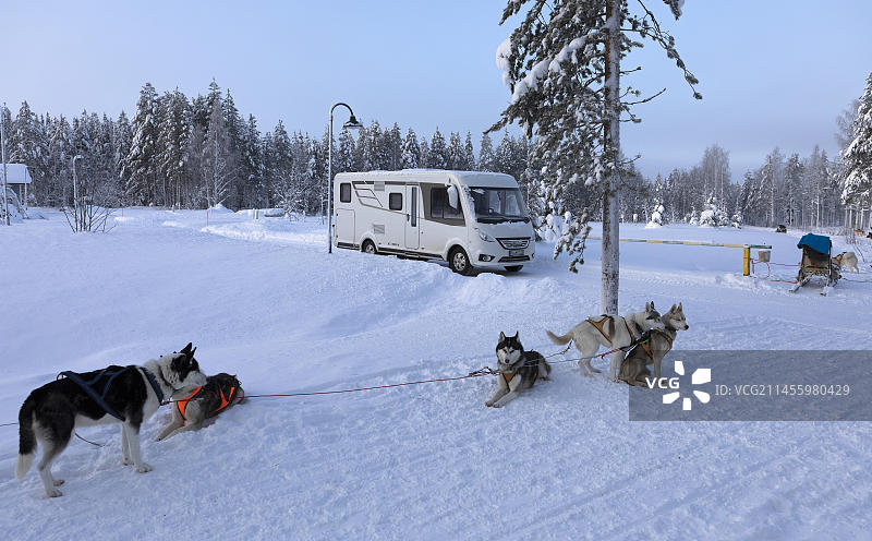 严冬时节，哈士奇雪橇犬在欧洲芬兰拉普兰的露营车前图片素材
