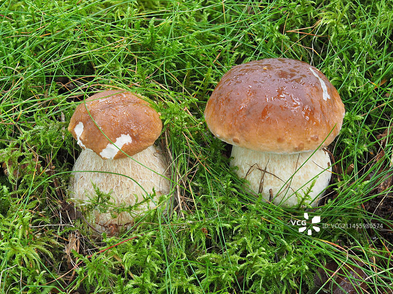 云杉和美味牛肝菌图片素材