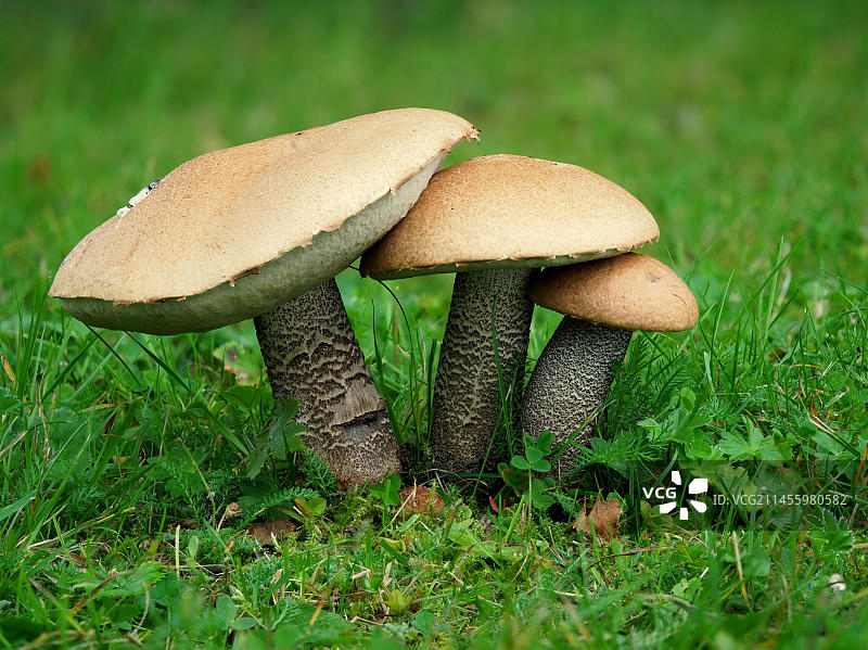 桦树红帽菌（Leccinum versipelle）图片素材