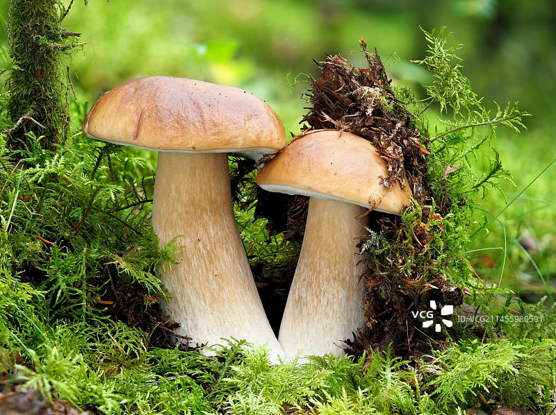 美味牛肝菌图片素材