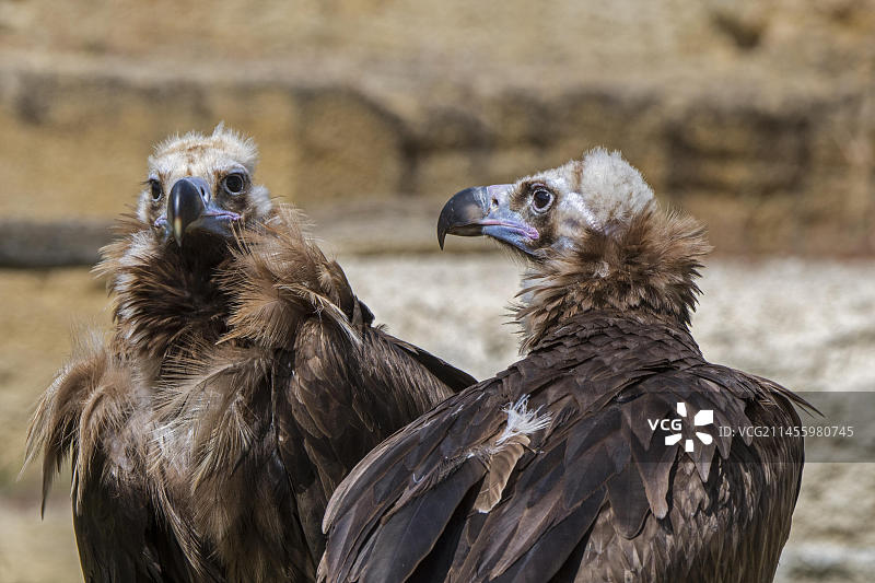 兀鹫特写，岩石面上的一对图片素材