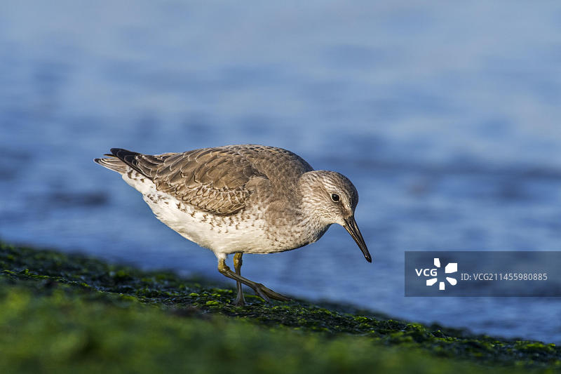 冬季羽衣的红腹滨鹬在北海沿岸覆盖着海藻的防波堤上觅食图片素材