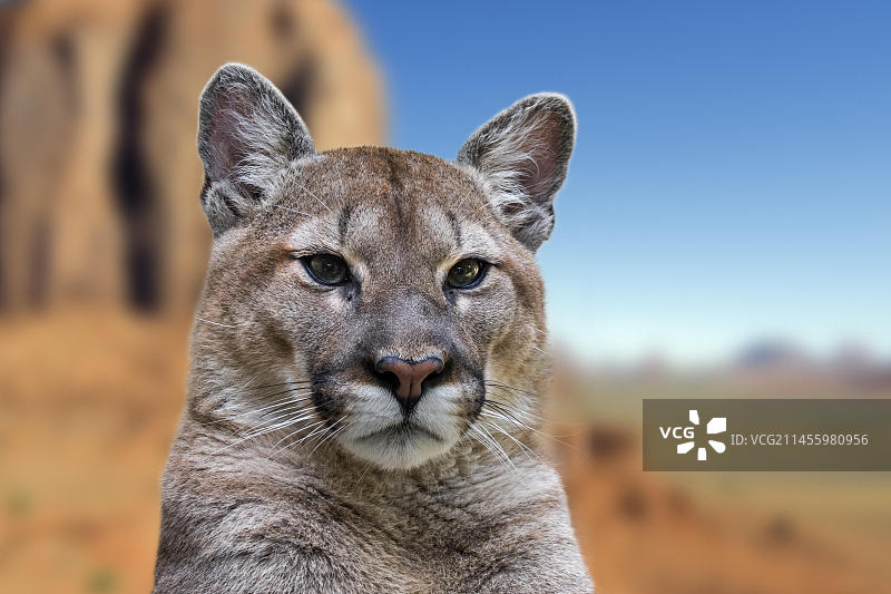 美洲狮在北美沙漠山地景观中特写图片素材