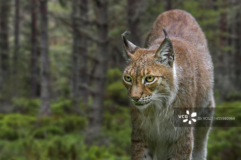 远东猞猁（猞猁cervaria）图片素材