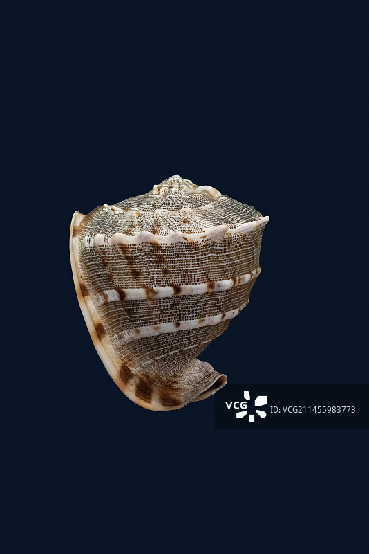 海螺，生物学图片素材