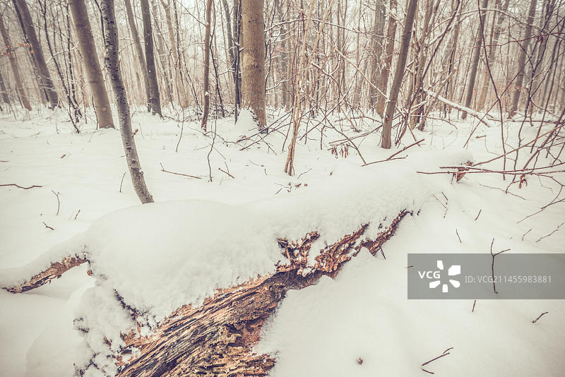 一月雪中的树林冬季景色图片素材