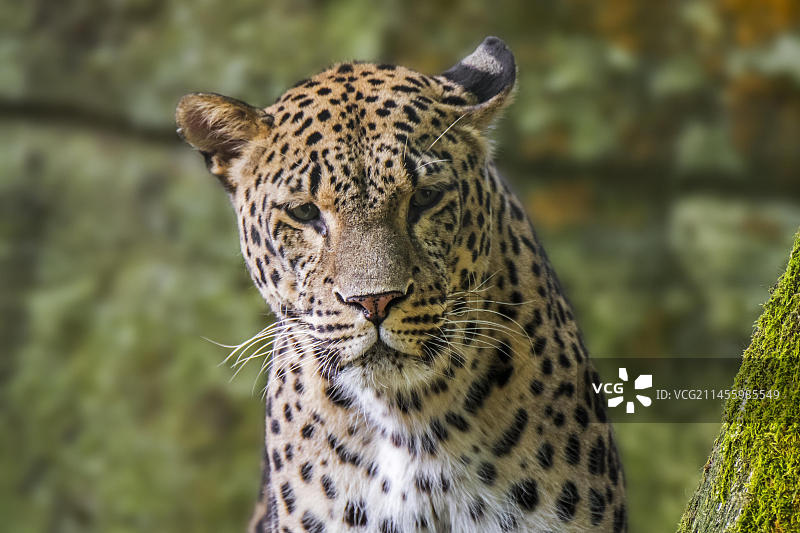 波斯豹特写图片素材