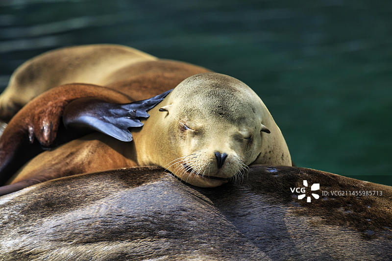 休息中的加州海狮图片素材