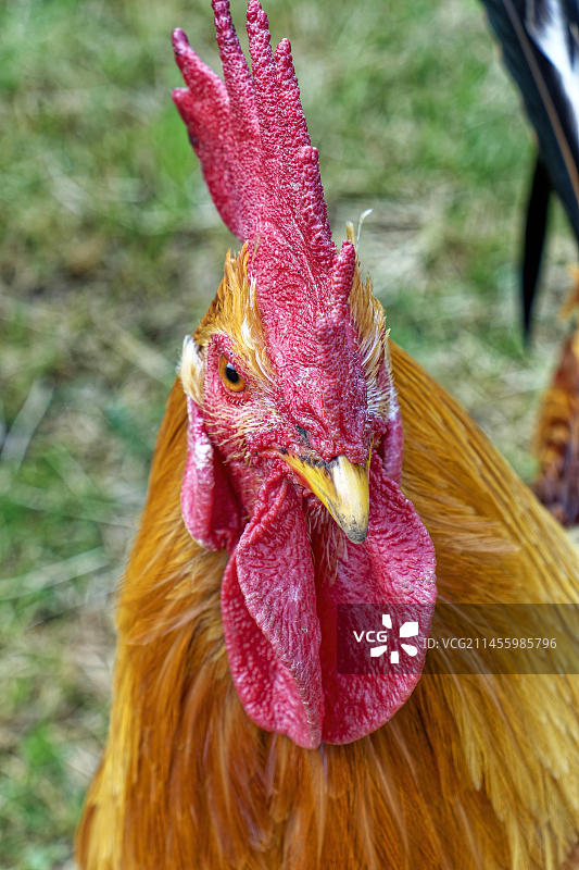 家养公鸡（Gallus gallus domesticus）动物画像，德国图片素材