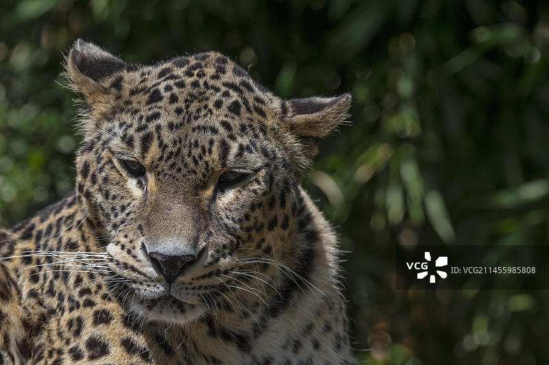 波斯豹图片素材