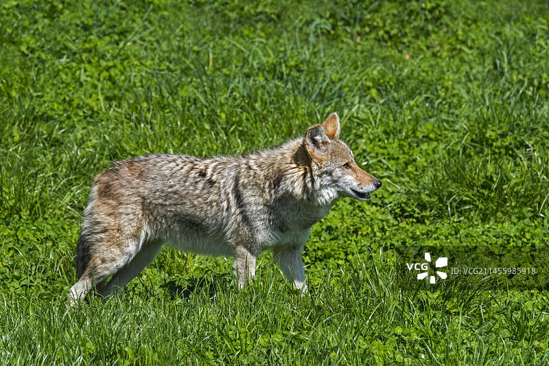 在草原上捕猎的郊狼图片素材