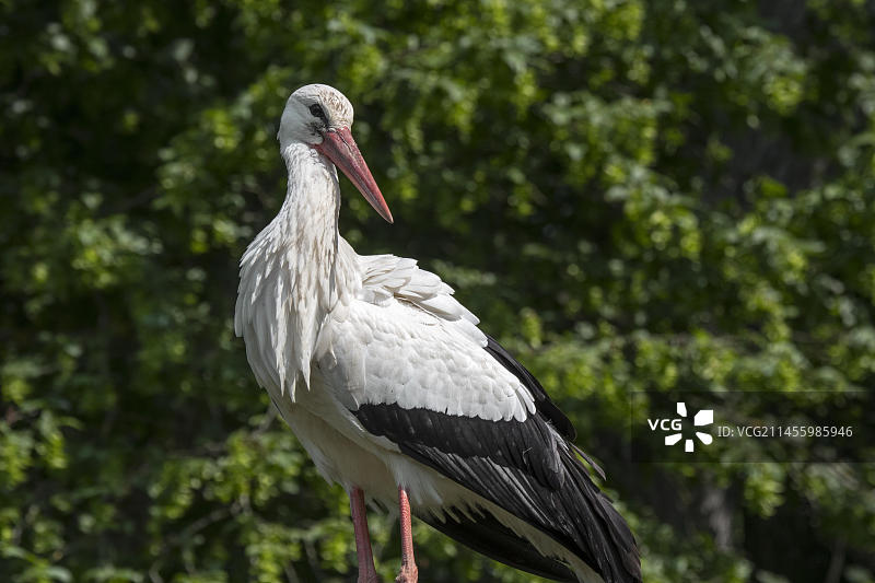春日森林中成年白鹳特写图片素材