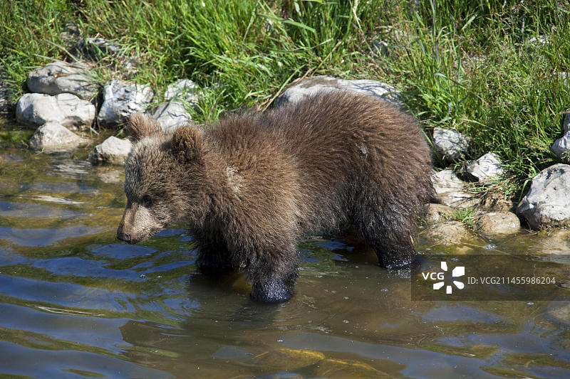 在瑞典河岸边涉水的棕熊幼崽图片素材