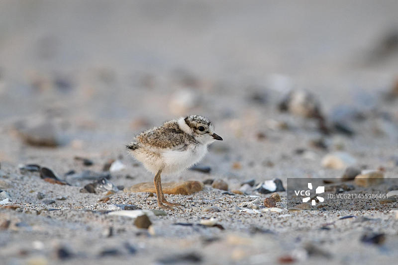 春天沙滩上可爱的环颈鸻（Charadrius hiaticula）小鸡图片素材