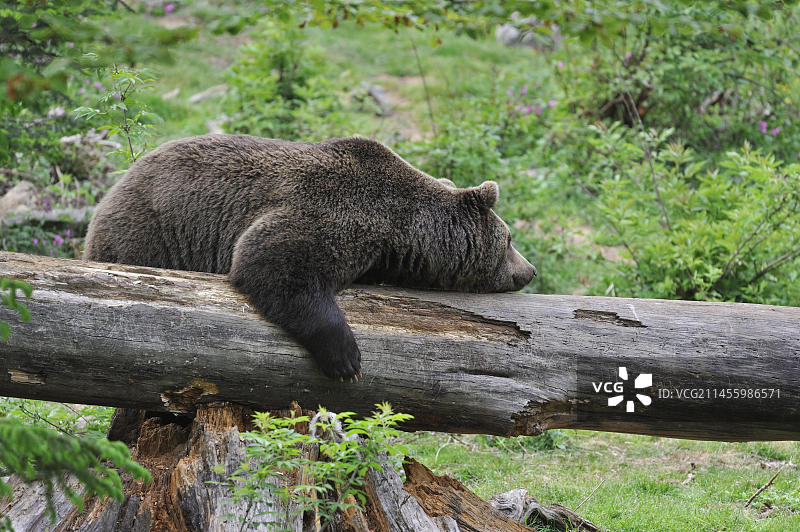 在德国巴伐利亚森林国家公园的倒树干上睡觉的棕熊图片素材