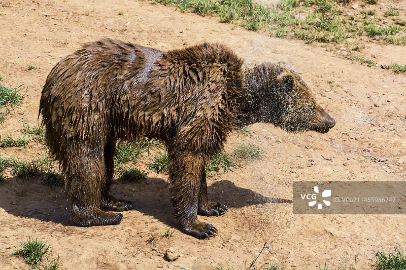 棕熊在卡巴尔塞诺自然公园甩掉湿毛上的水图片素材