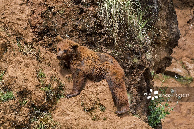 春季攀爬岩壁的换毛欧亚棕熊图片素材
