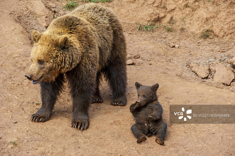欧亚棕熊和幼崽图片素材