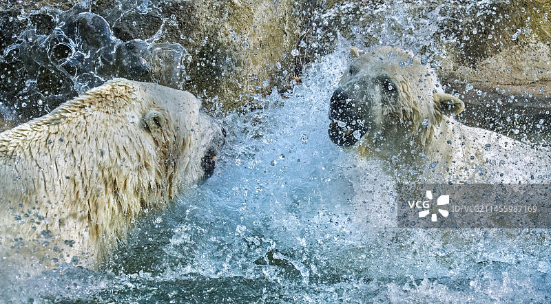 两只北极熊在夏季炎热的一天于动物园的水池里嬉戏打闹图片素材