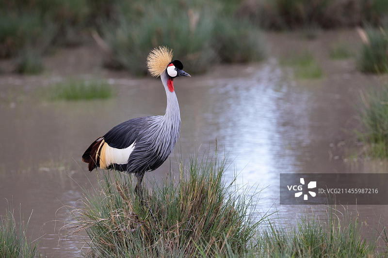 在水中站立的黑冕鹤图片素材