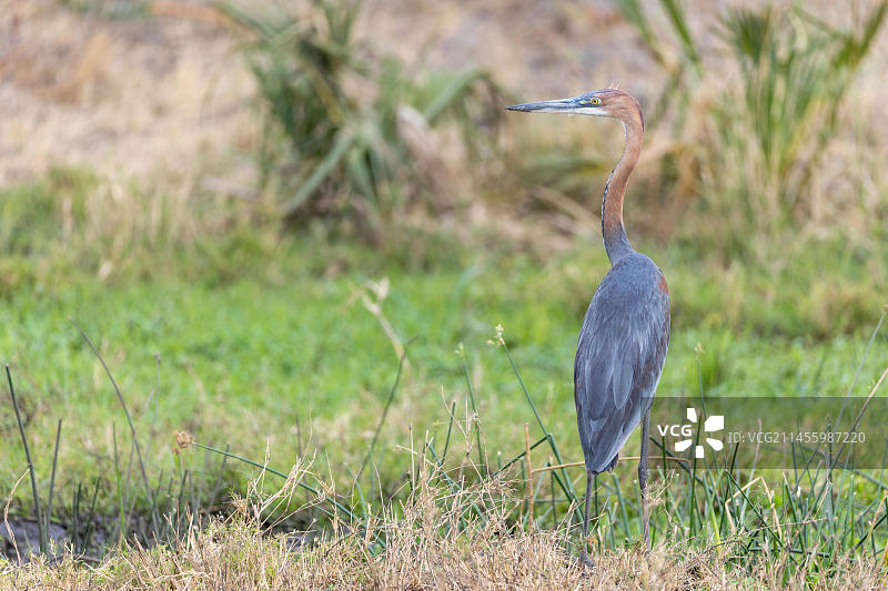 巨鹭（Ardea goliath），梅鲁国家公园，肯尼亚，非洲图片素材
