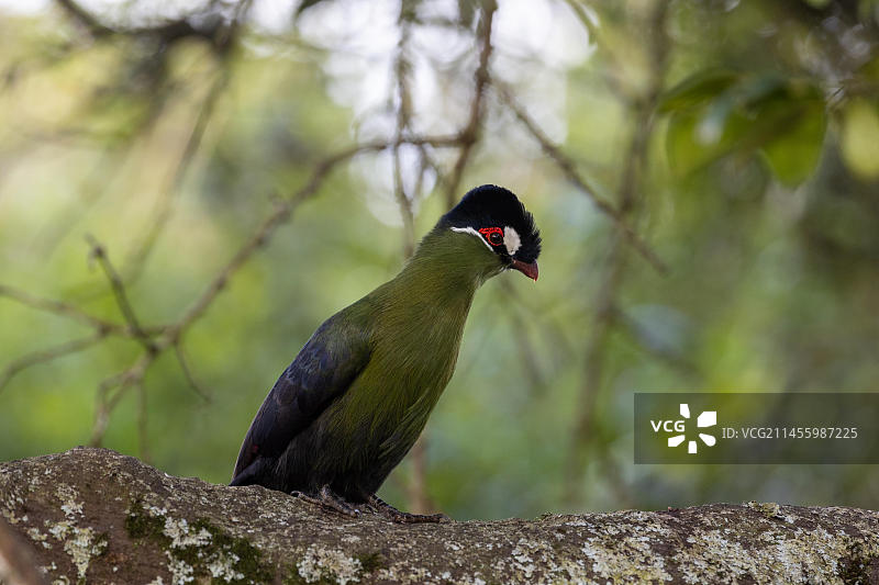 沙洛氏蕉鹃，方舟旅馆，肯尼亚卡巴格，非洲图片素材