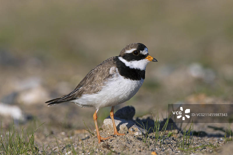 繁殖羽的环颈鸻，德国，欧洲图片素材