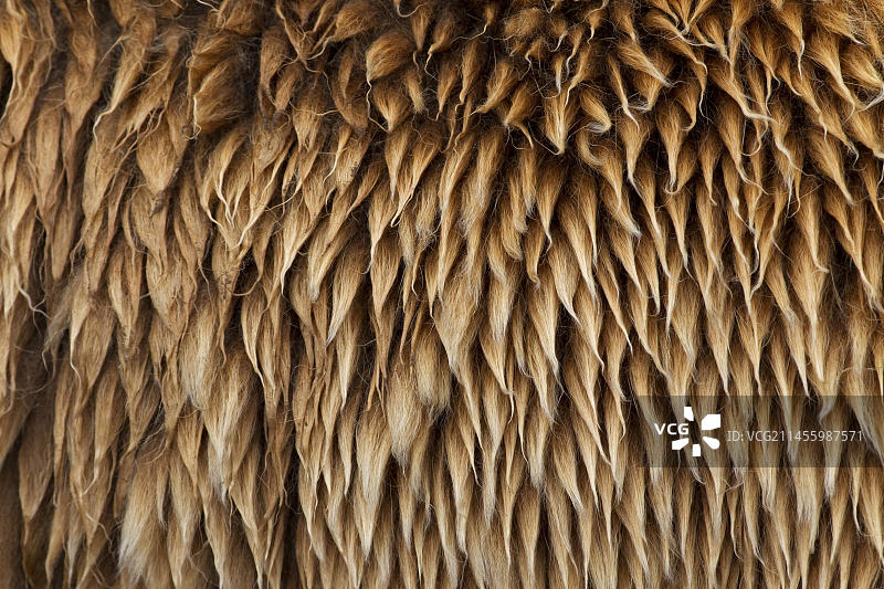 欧亚棕熊皮毛特写图片素材