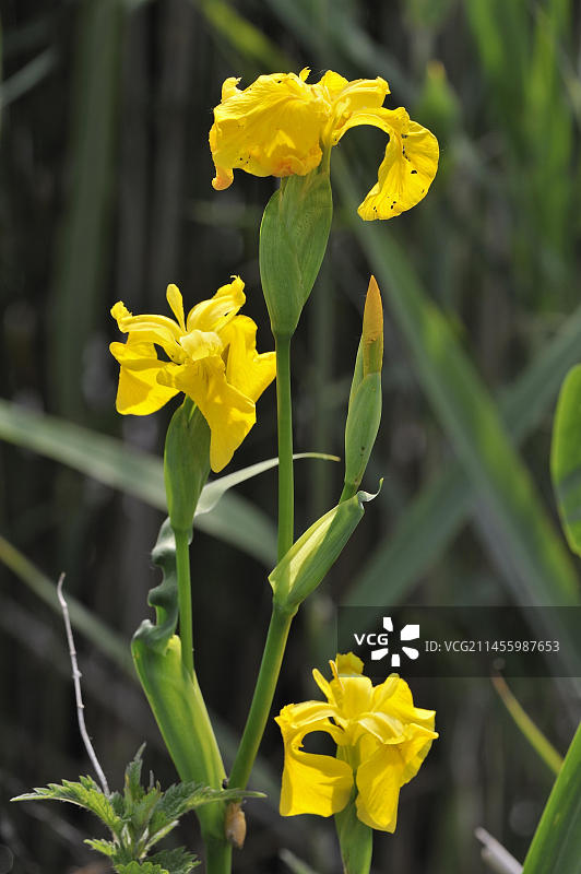 欧洲比利时的黄色鸢尾花图片素材